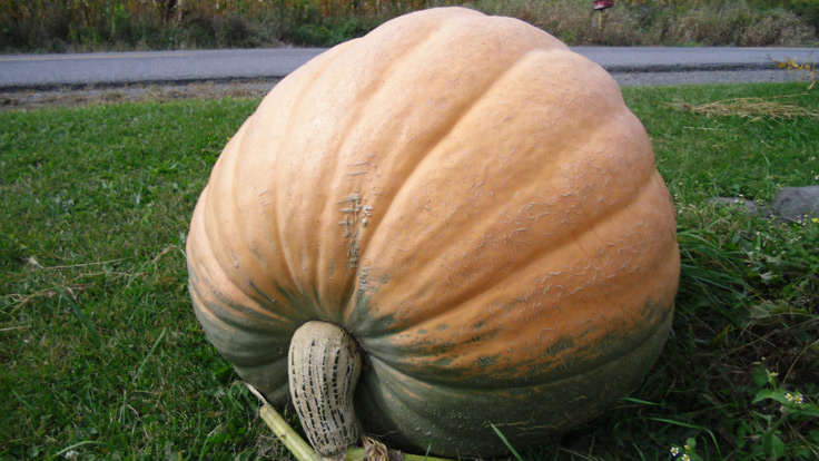 Another Dilly of a Pumpkin!
