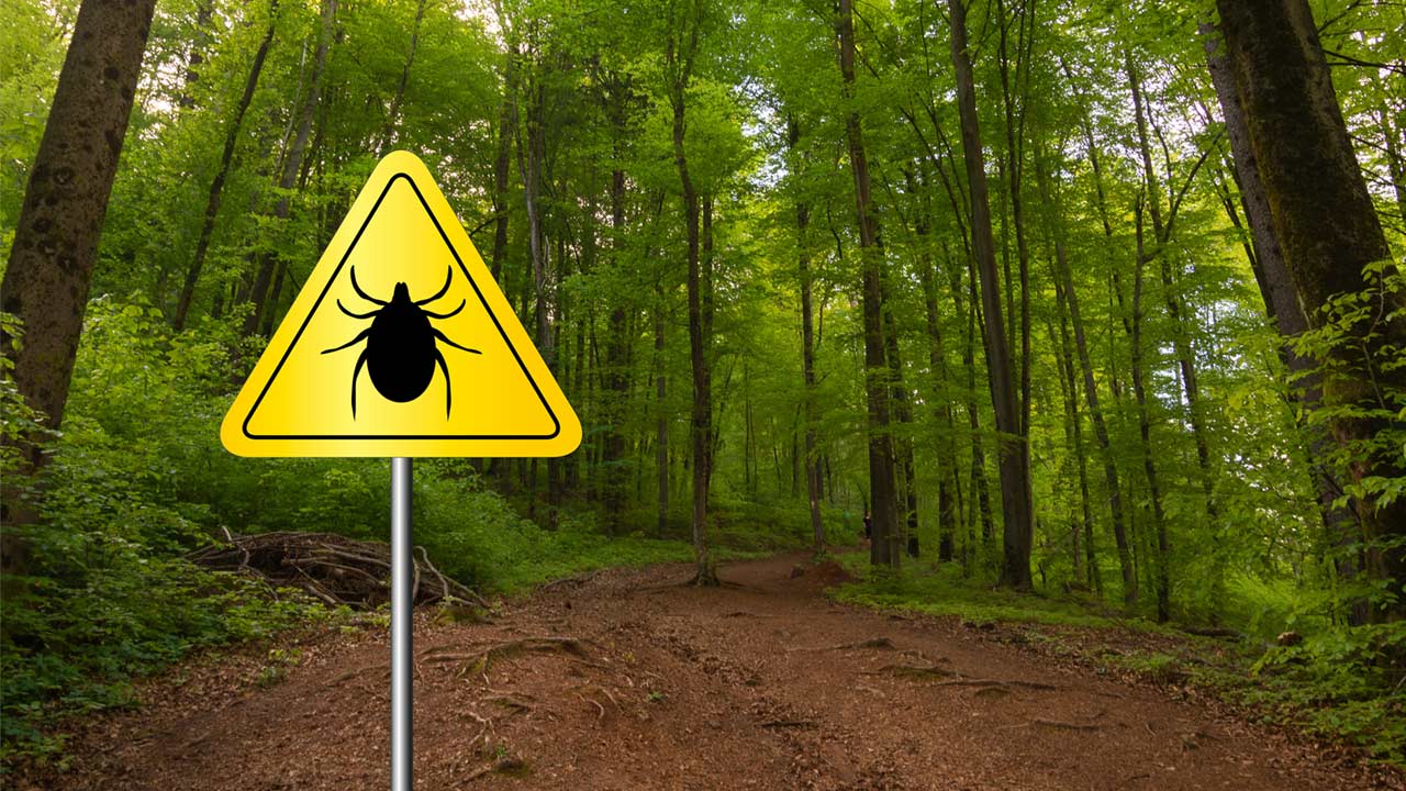 UPMC Expert: Lyme Disease a Concern for Outdoor Adventurers