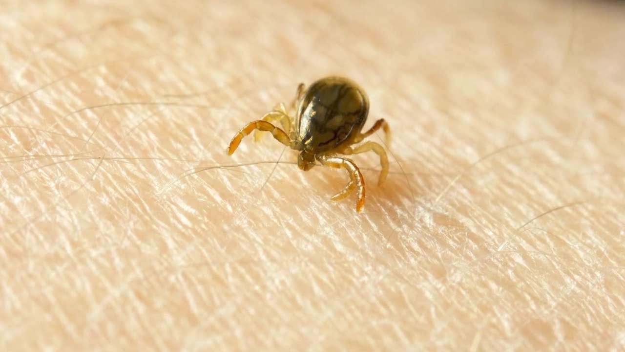 Enjoy the Outdoors Safely: How to Prevent Tick Bites & Lyme Disease