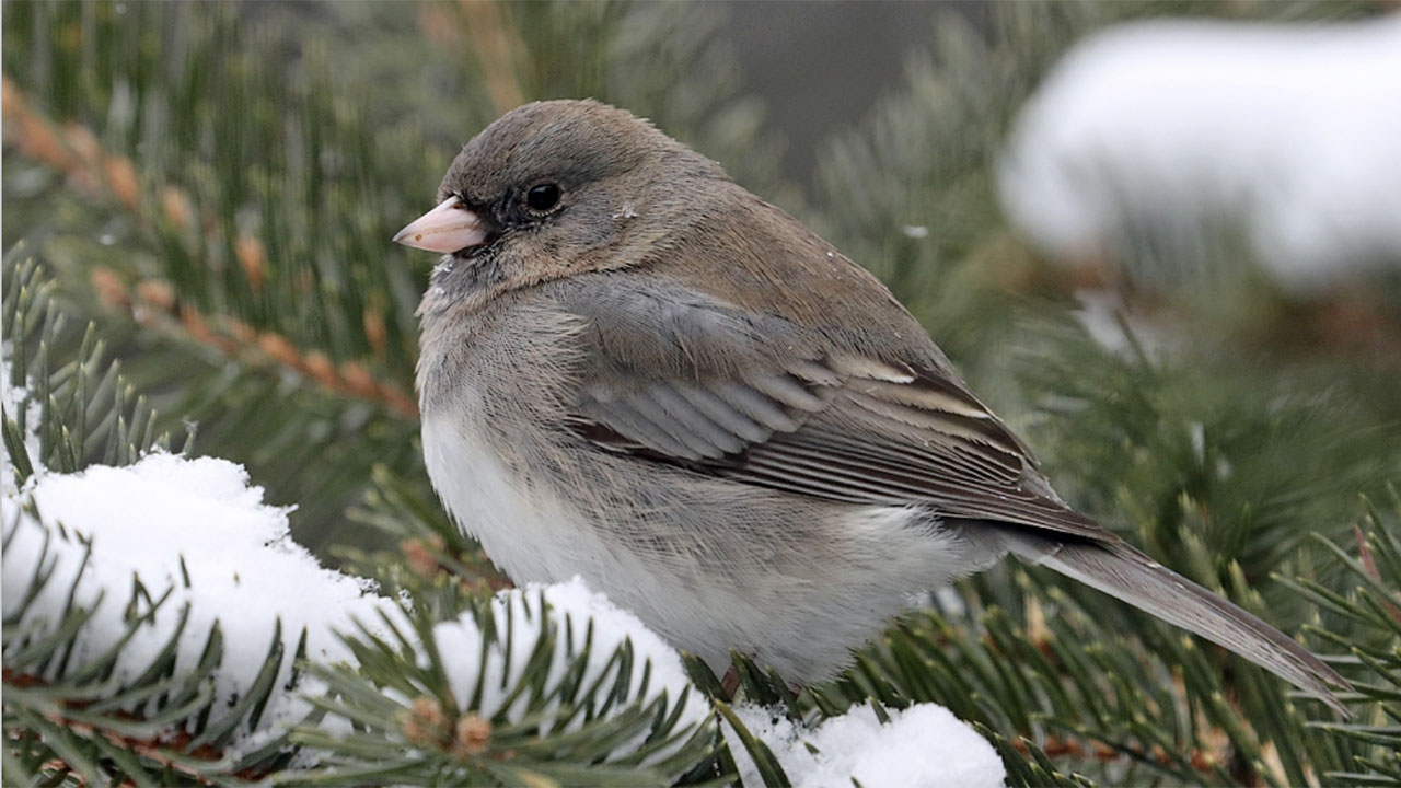 Register By Monday, Dec. 13 To Participate In Christmas Bird Count