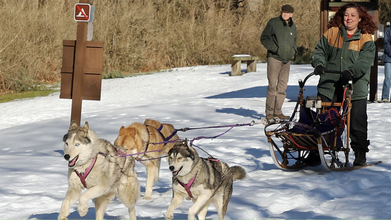 Canyon Sled Dog Challenge is Cancelled
