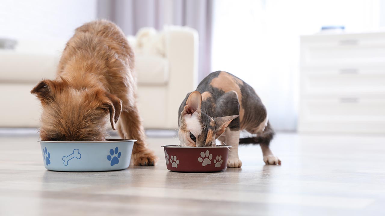 What’s For Dinner? Veterinarian Dr. Weiner’s Pet Food Advice
