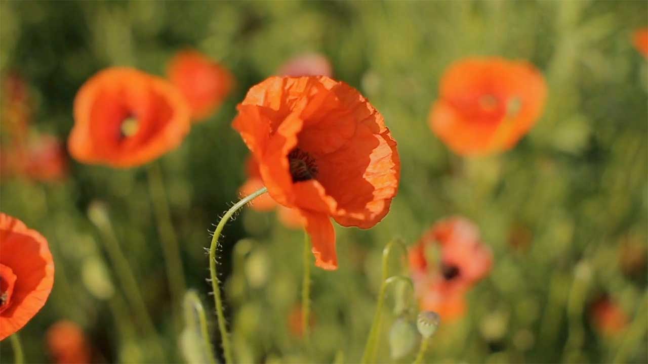 Why Do We Celebrate Memorial Day with Poppy Flowers?