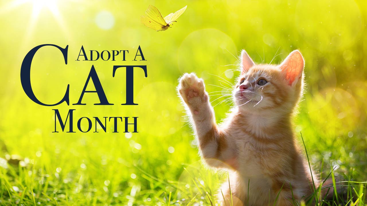 Creature Care: Adopt-A-Cat Month!